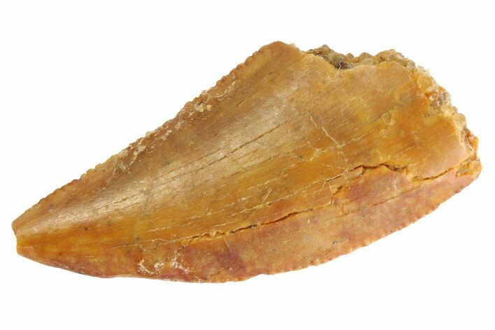 Serrated Raptor Tooth - Real Dinosaur Tooth #332818